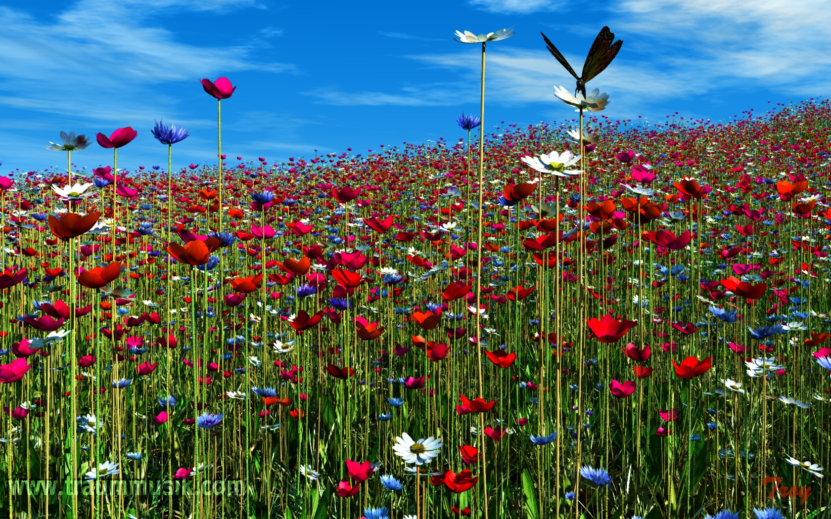 blumenwiese mohn margerite kornblume schmetterling