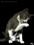 hauskatze leckt sich pfote house cat domestic cat licks paw