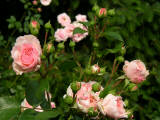 rosen rosenstock rosa zartrosa rosafarben garten blumen blüten knospen wallpaper tiefenschärfe hintergrund verschwommen