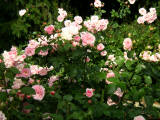 rosen rosenstöcke rosa zartrosa rosafarben garten blumen blüten knospen wallpaper