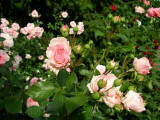 rosen rosenstock rosa zartrosa rosafarben rot garten blumen blüten knospen wallpaper