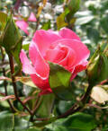 rose romanze pink rosarot lachs garten blumen blüten knospen wallpaper