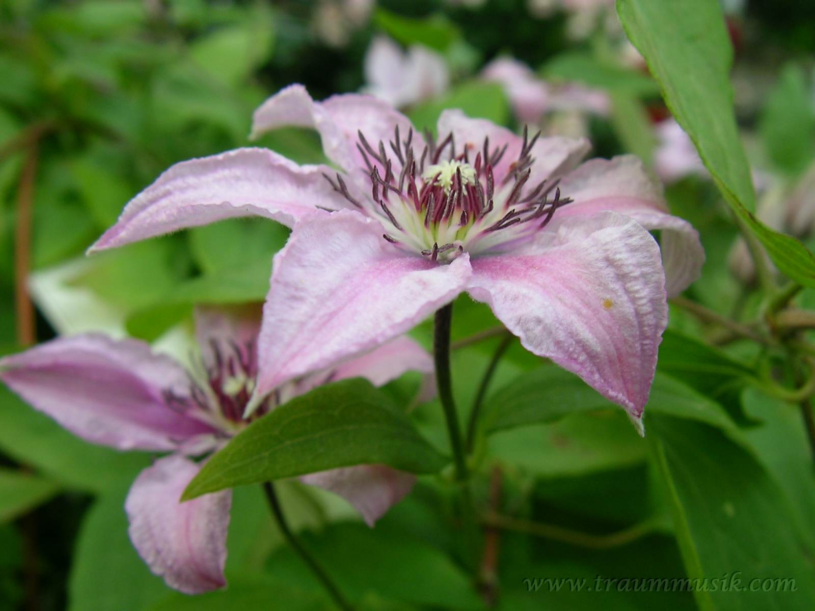 lila clematis