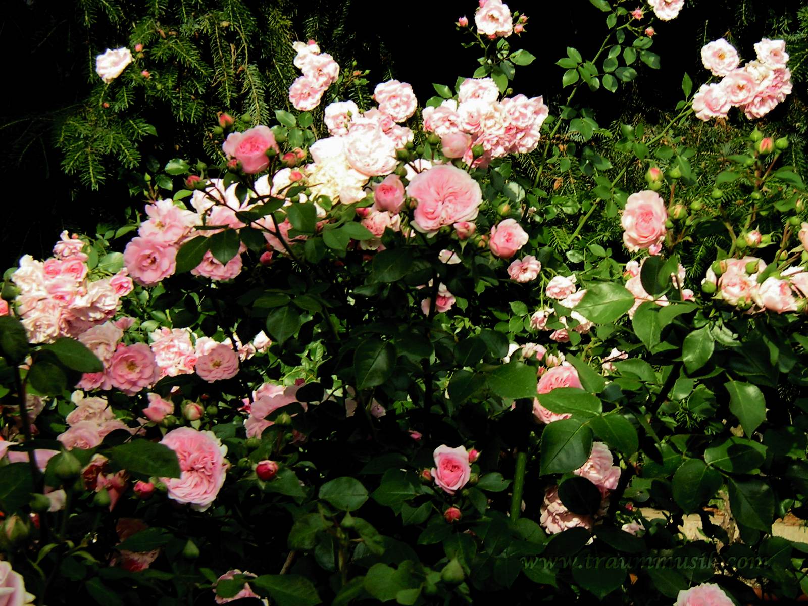 rosa rosenstöcke