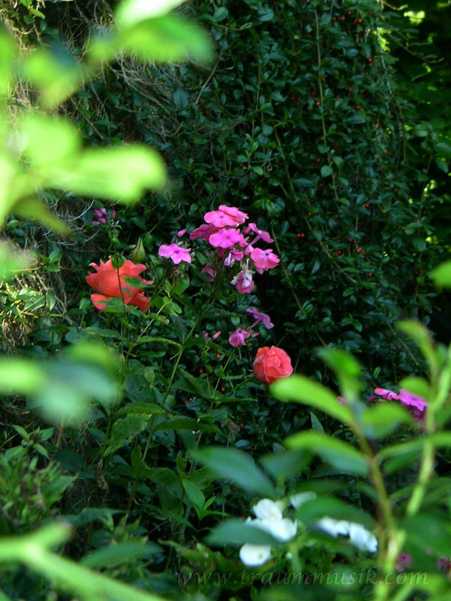 rosé-farbene rosen, pink-farbene fleißige lieschen, cotoneaster mit roten beeren und tiefenschärfe