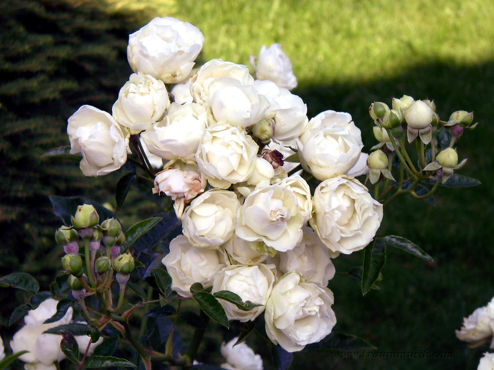 Weißer Rosenstock (Schneewittchen-Rosen)