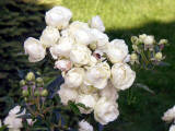 rosen rosenstock weiß garten blumen blüten knospen wallpaper